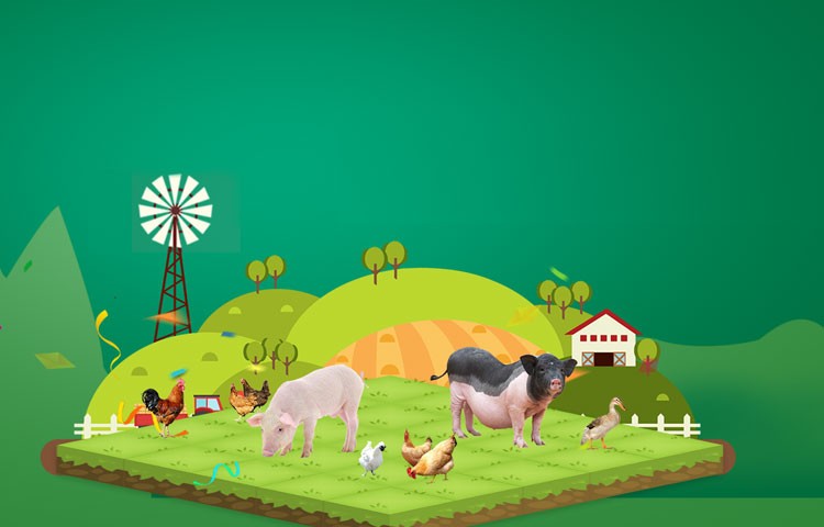 今年会养殖成本更低、更赢利，，，，，做高性价比饲料辅导者